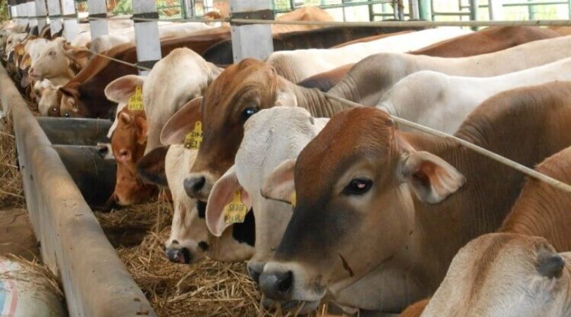 Barang Siapa Menjual Kulit Kurban, Tidak Ada Pahala Kurban Baginya, Konsultasi Syariah-min