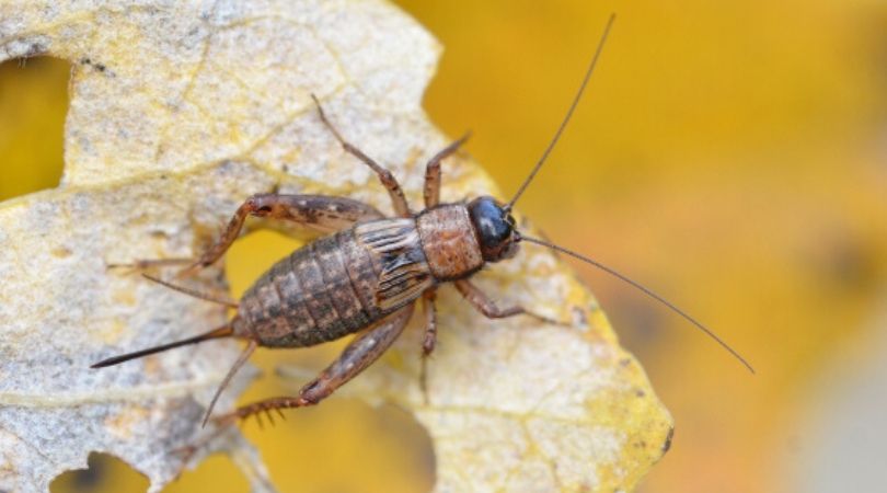 Hukum Membunuh Jangkrik dalam Freezer untuk Penelitian, Konsultasi Syariah-min