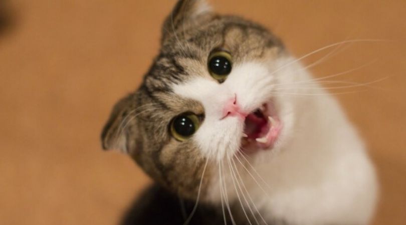 Hukum Memperjualbelikan Kucing, Konsultasi Syariah-min