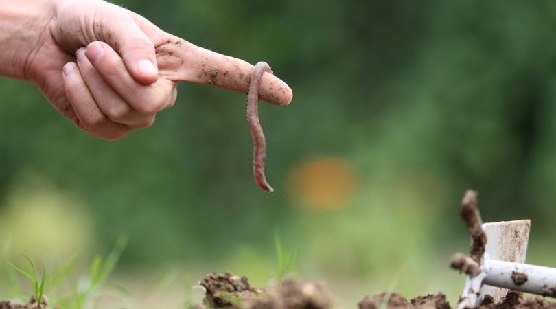Bolehkah Berobat Dengan Makan Cacing_, Konsultasi Syariah-min